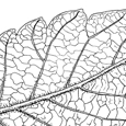  Zelkova carpinifolia